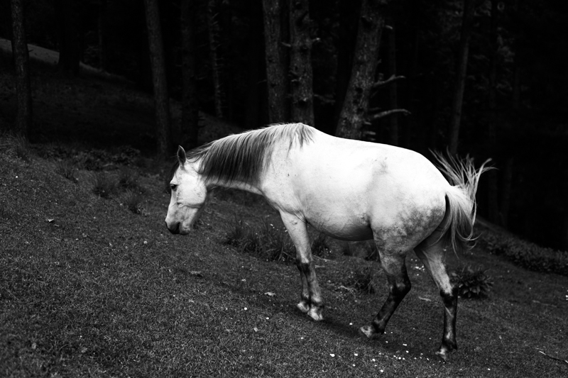 Kashmir in Monochrome